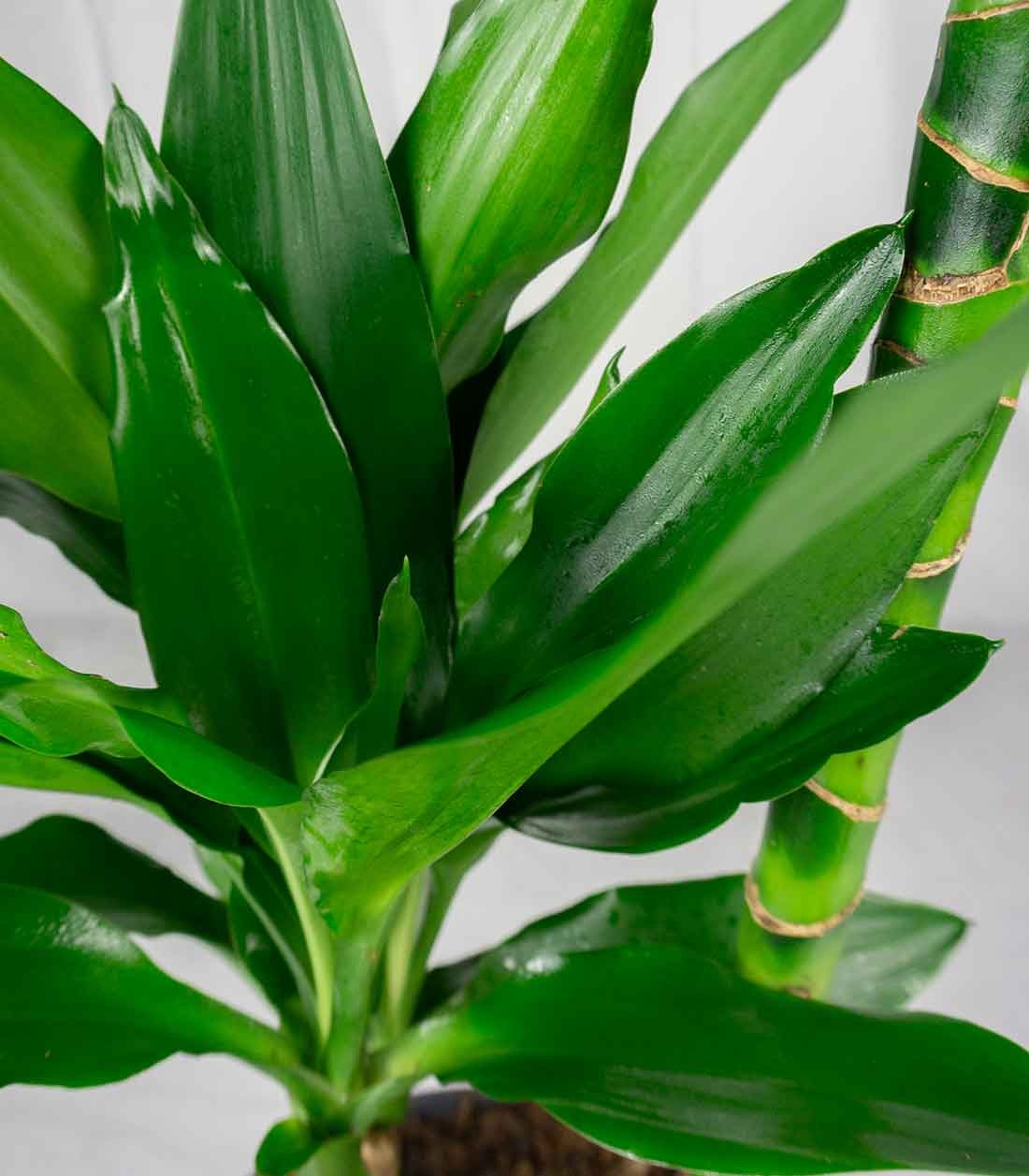 Dracena Green Jewel