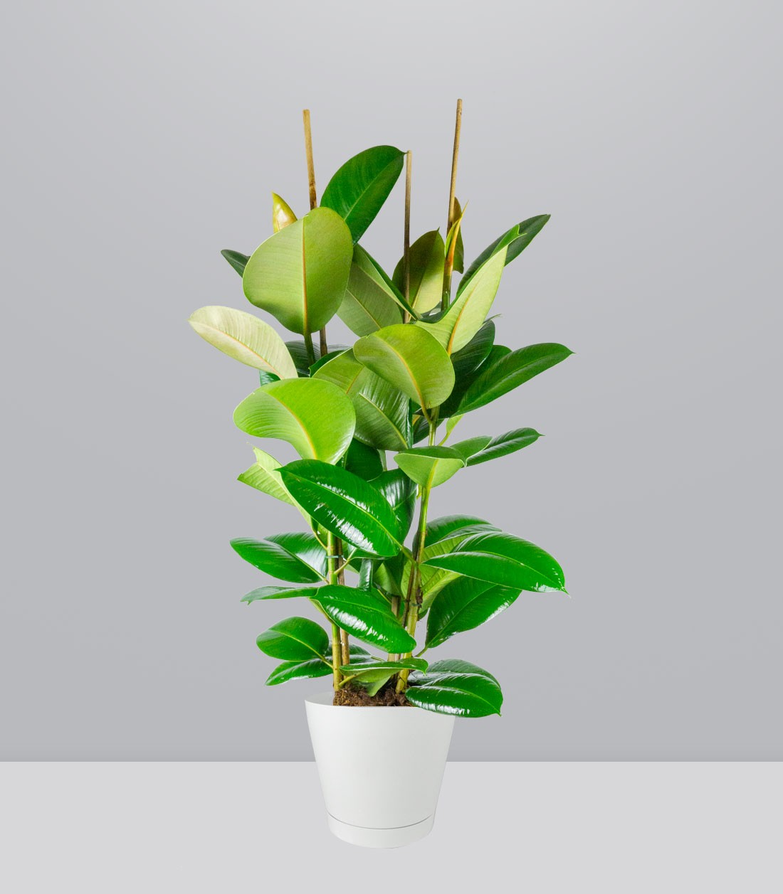 Ficus elastica 105 cm