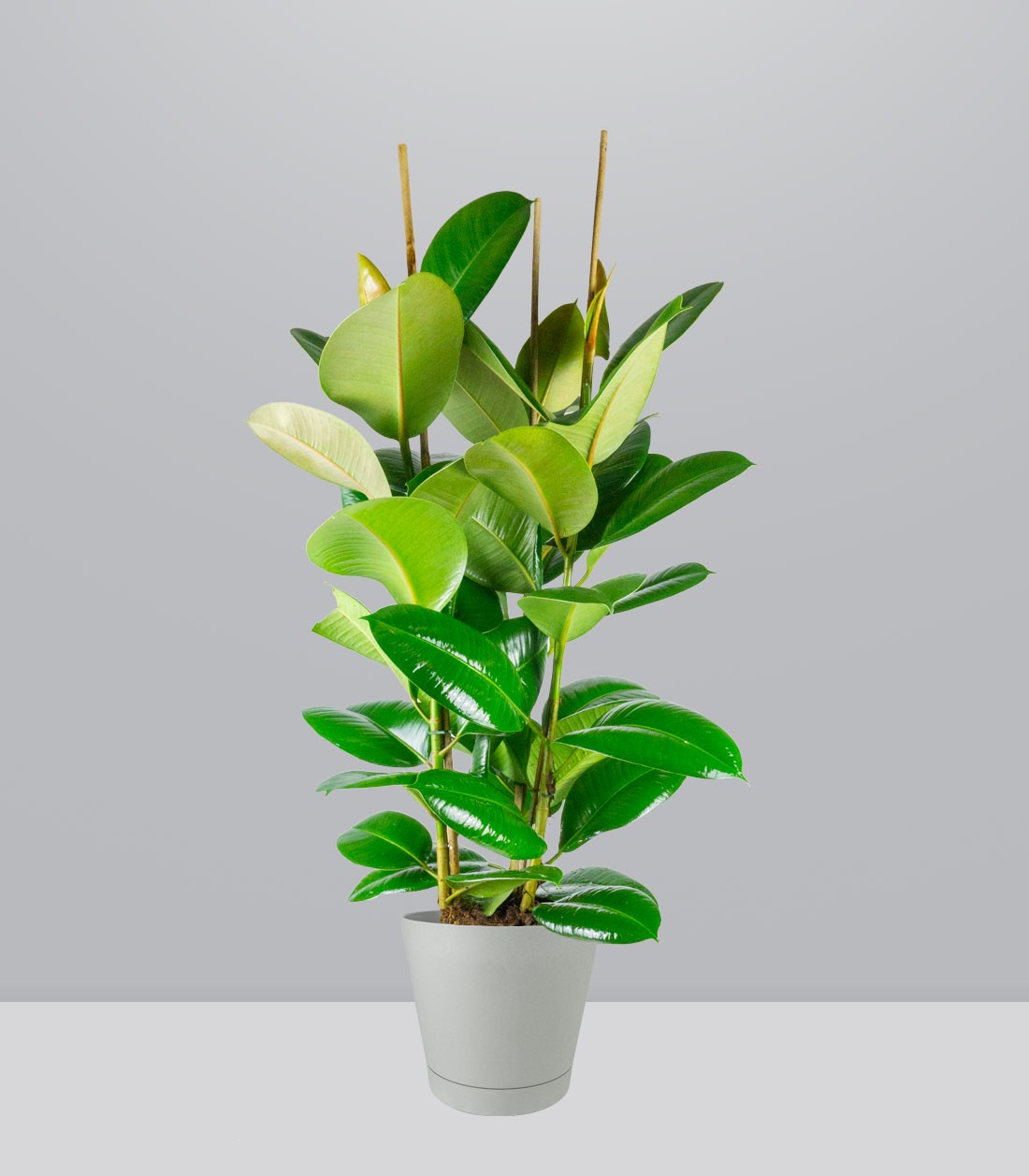 Ficus elastica 105 cm