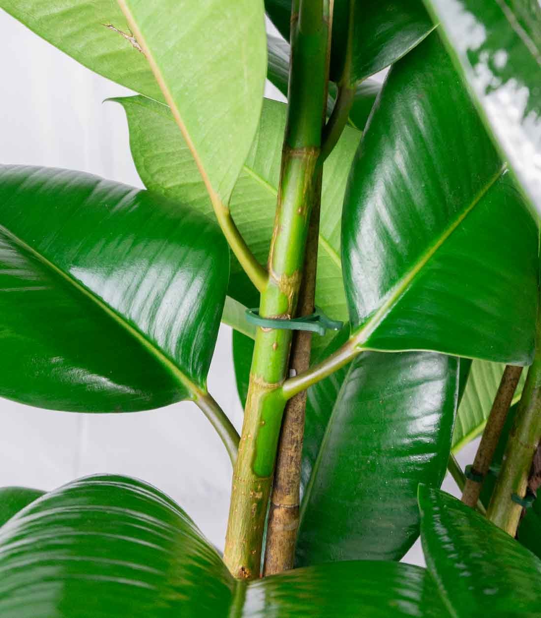 Ficus elastica 105 cm