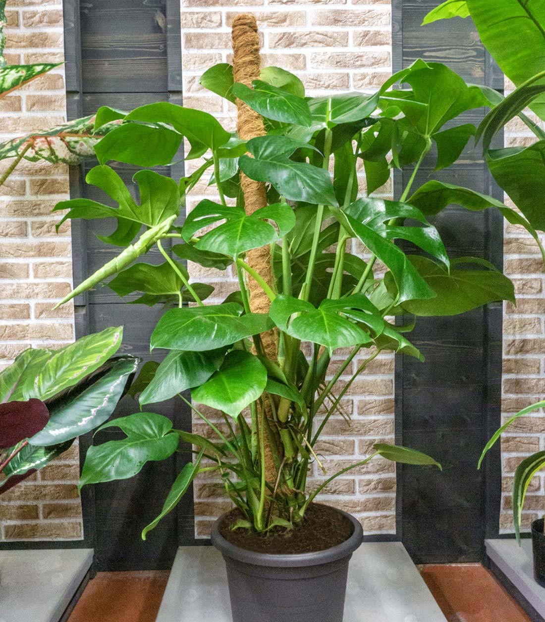 Filodendro Monstera, pianta alta