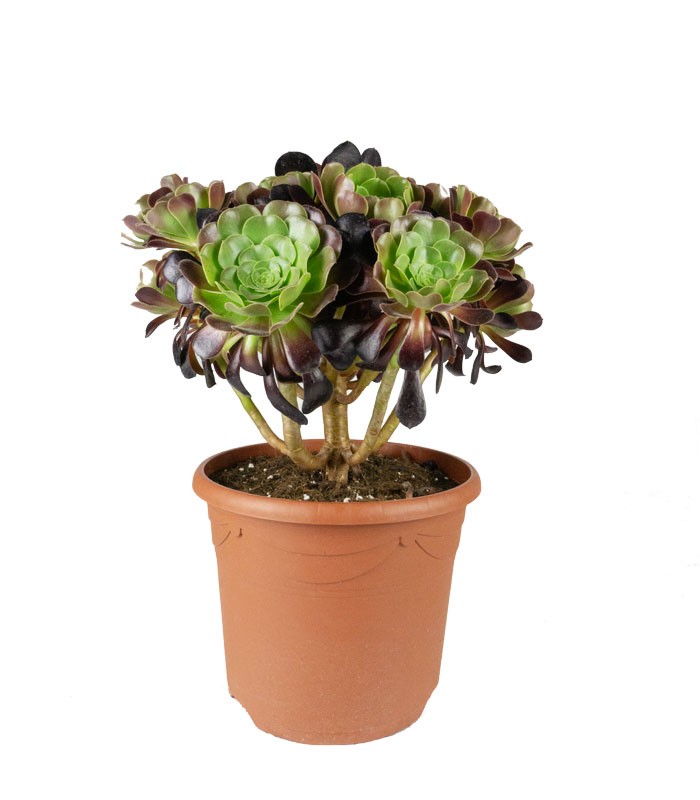 Aeonium Atropurpureum