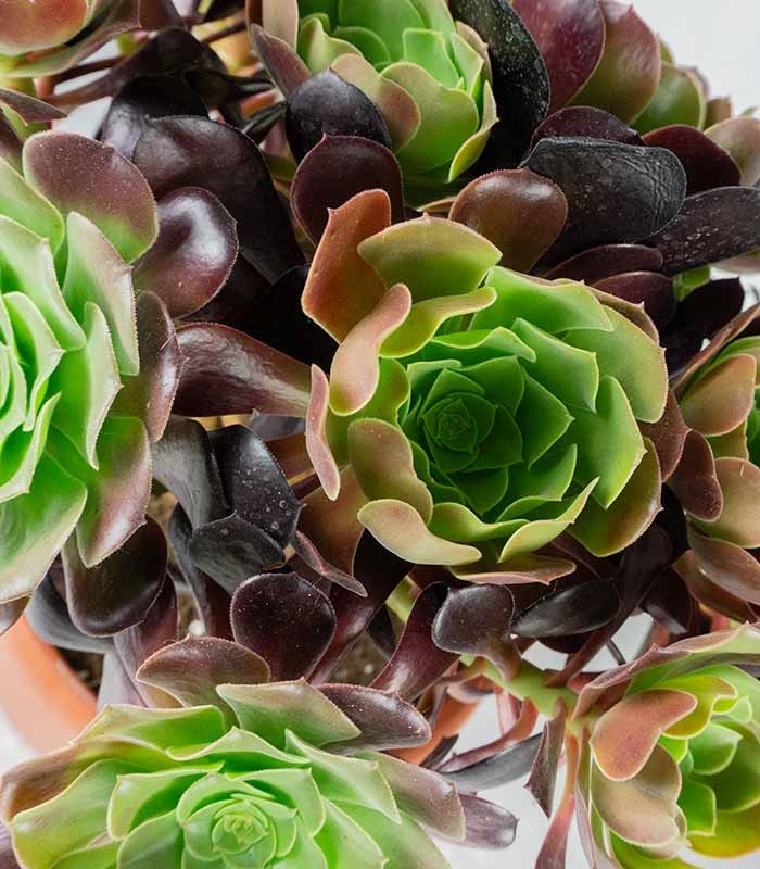 Aeonium Atropurpureum