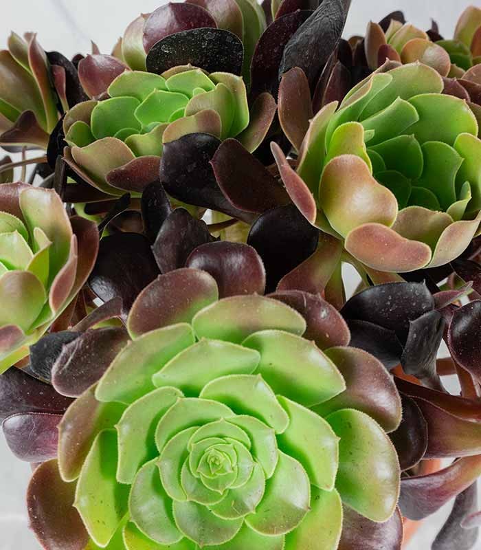 Aeonium Atropurpureum