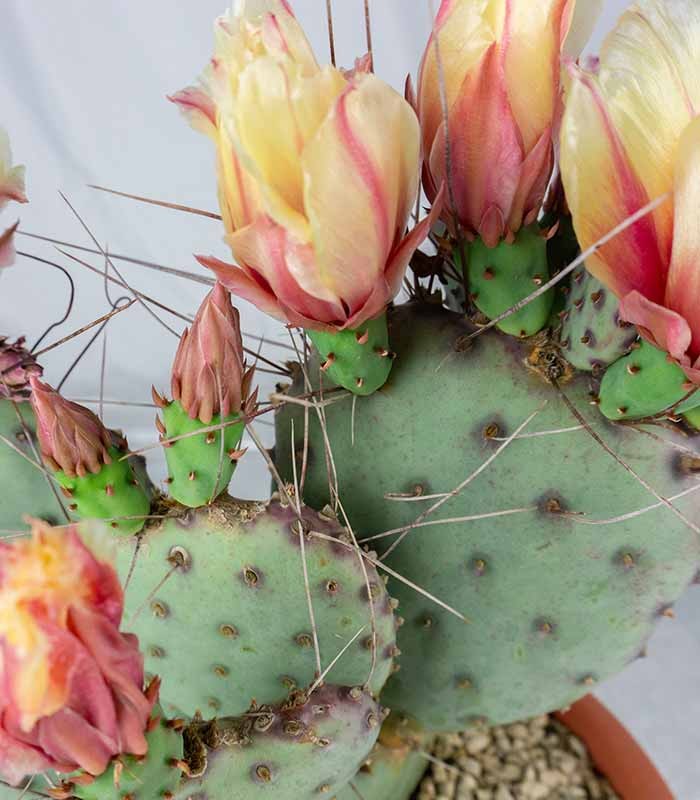 Opuntia violacea