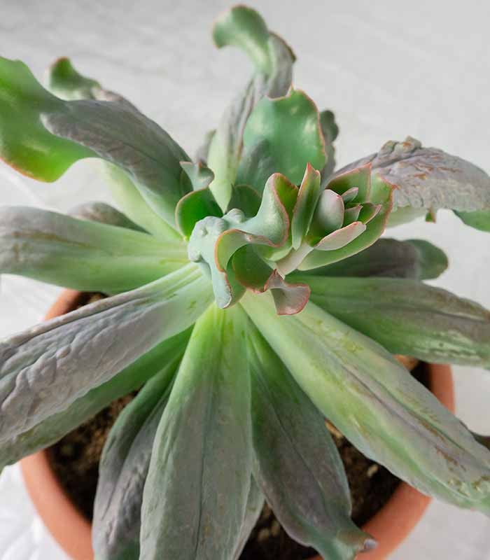 Echeveria culibra