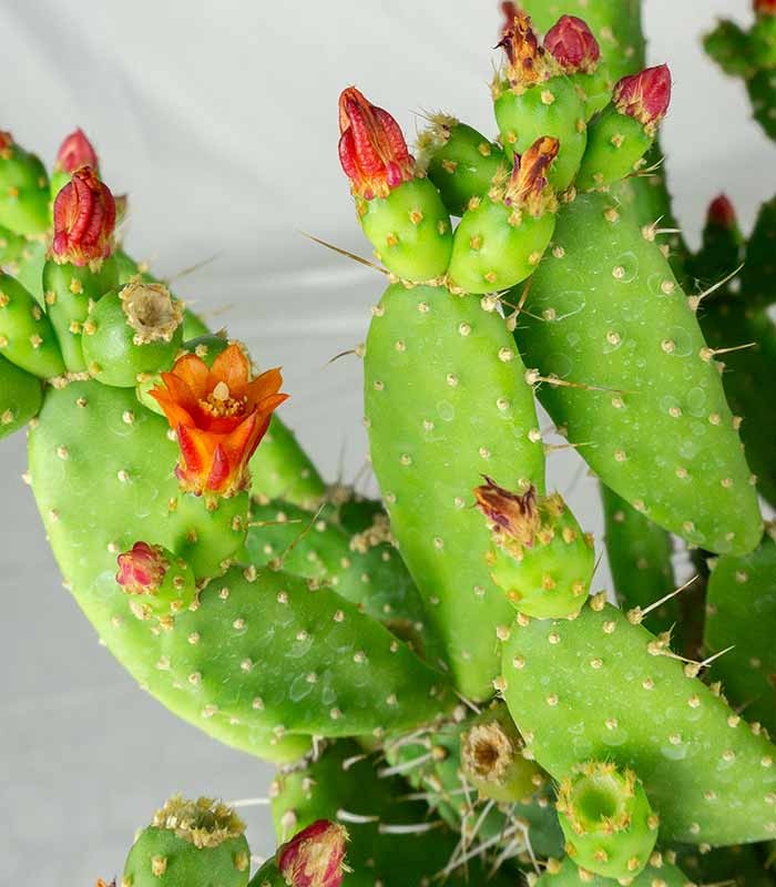 Opuntia quitensis