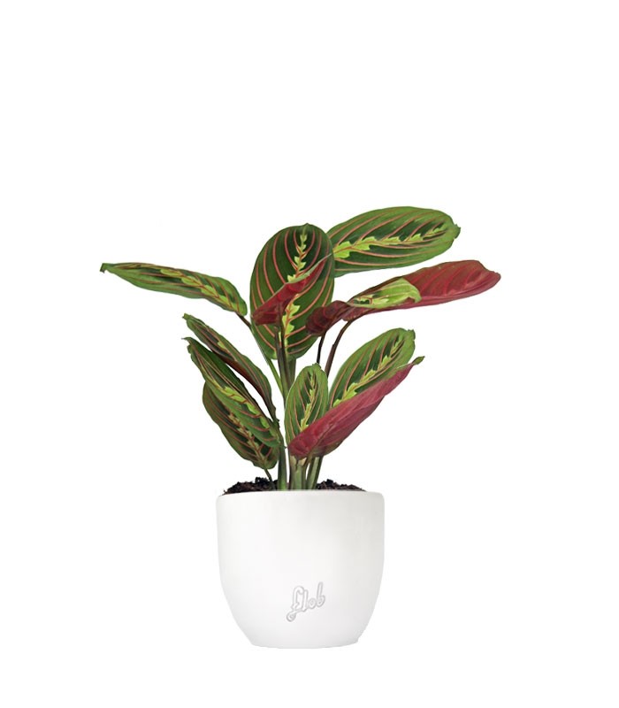 Calathea | Maranta leuconeura "Fascinator"