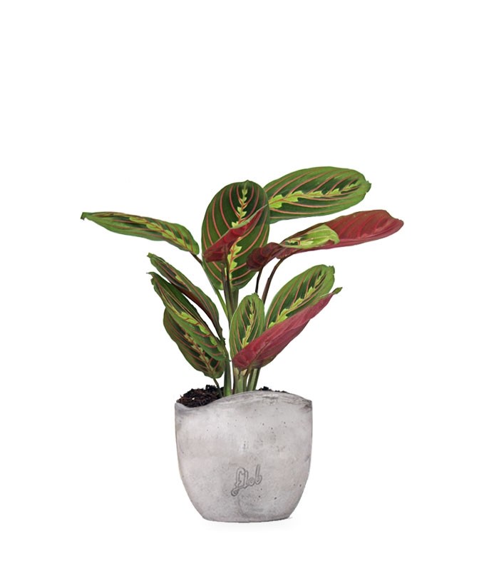 Calathea | Maranta leuconeura "Fascinator"