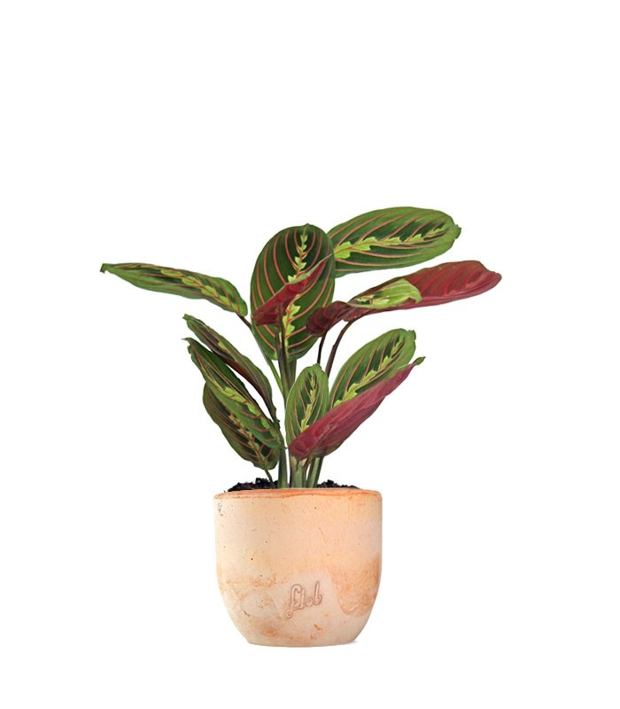 Calathea | Maranta leuconeura "Fascinator"