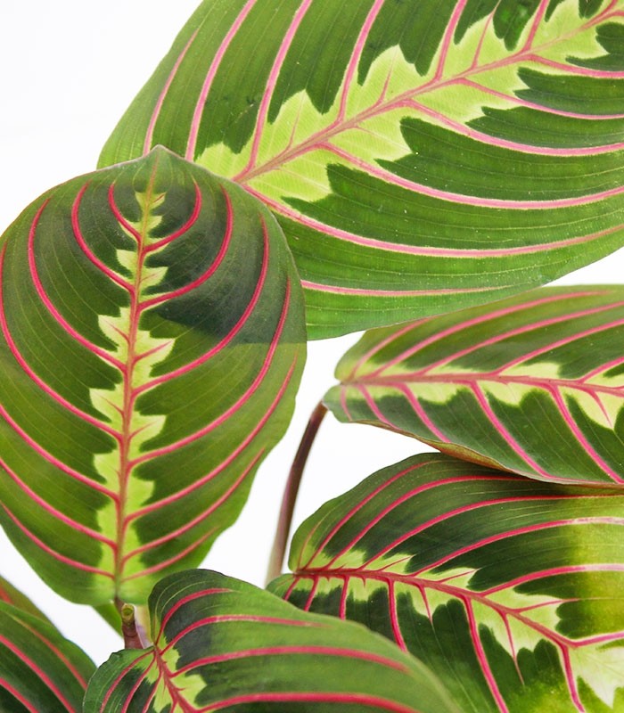 Calathea | Maranta leuconeura "Fascinator"