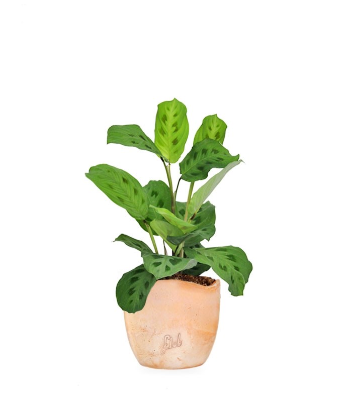 Calathea Kerchoveana | Maranta