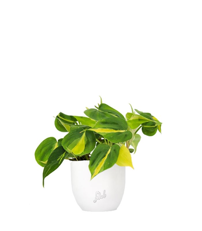 Filodendro Scandens Brazil