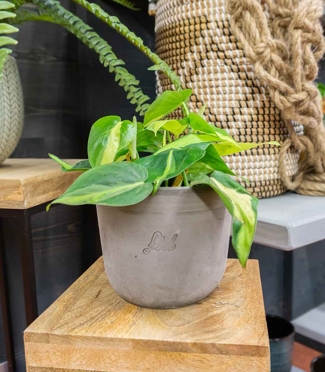 Filodendro Scandens Brazil
