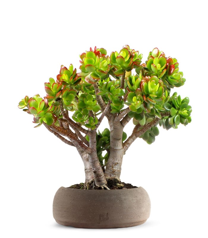 Crassula Compacta