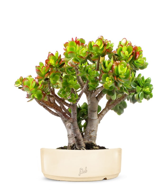 Crassula Compacta