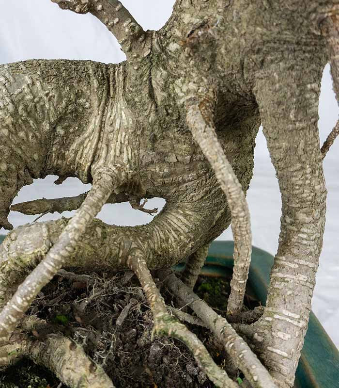 Ficus retusa 26 anni esemplare