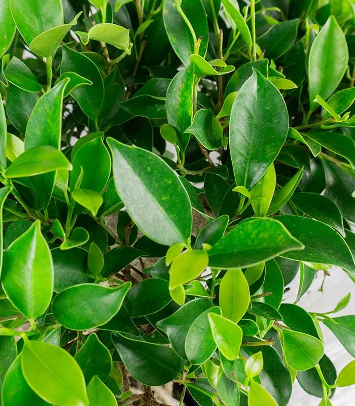 Ficus retusa 26 anni esemplare
