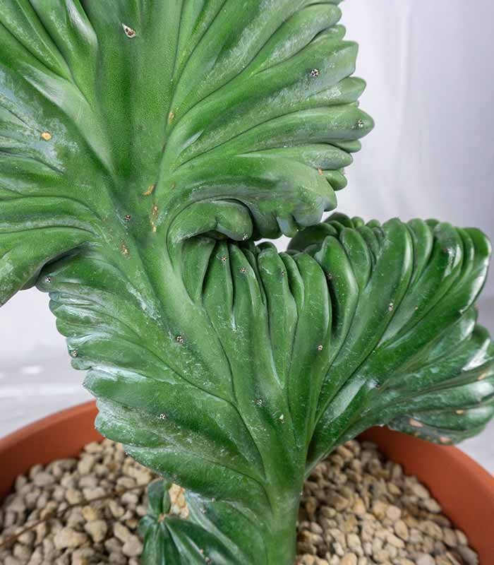 Myrtillocactus Geometrizans Crestato | H55 cm