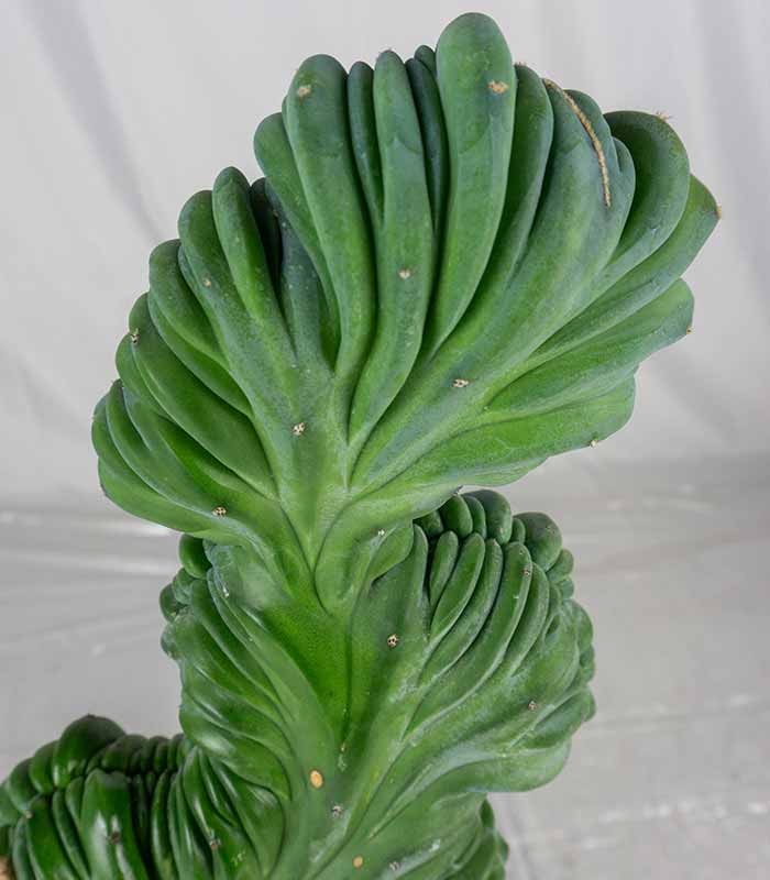 Myrtillocactus Geometrizans Crestato | H55 cm