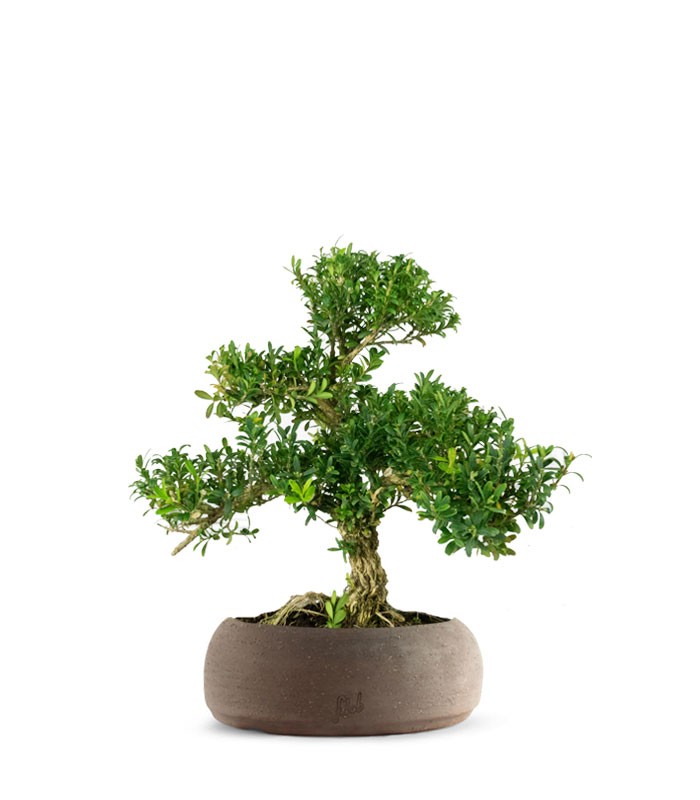 Buxus Bosso bonsai
