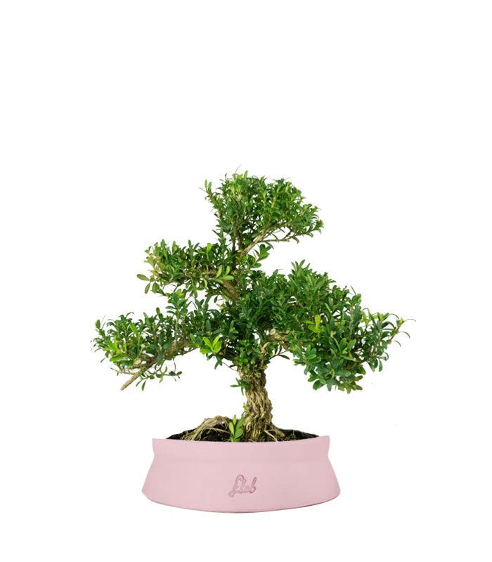 Buxus Bosso bonsai