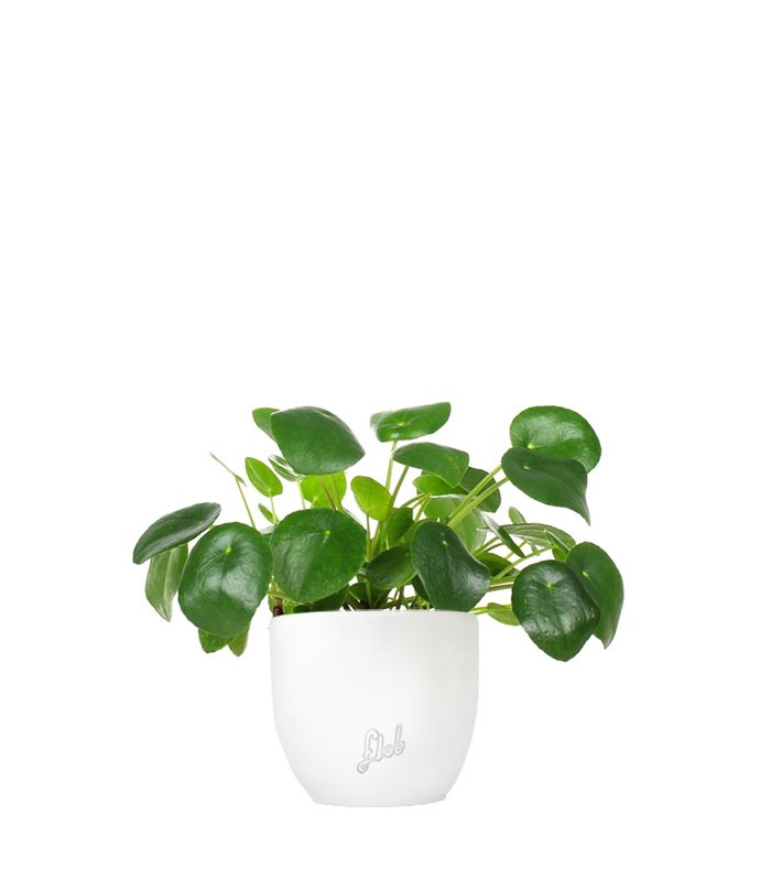 Pianta delle monete | Pilea
