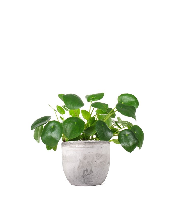 Pianta delle monete | Pilea
