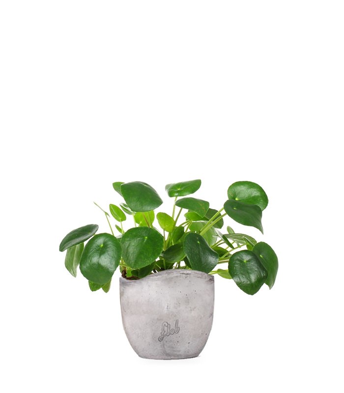 Pianta delle monete | Pilea