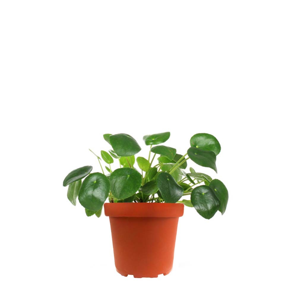 Pianta delle monete | Pilea