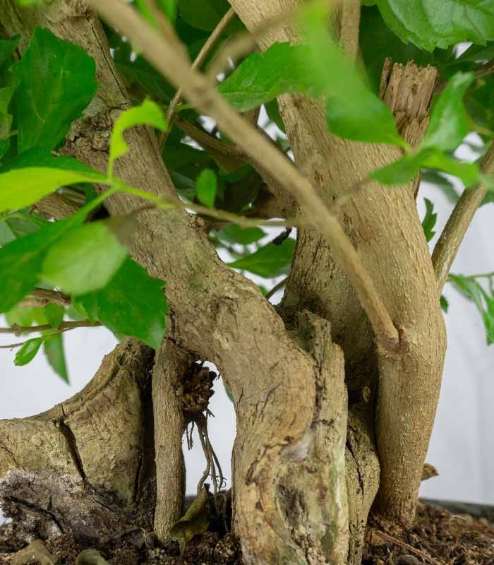Duranta repens | Esemplare 14 anni