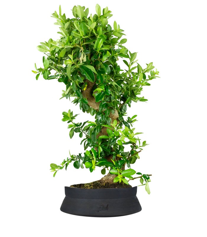 Pyracantha bonsai 15 anni