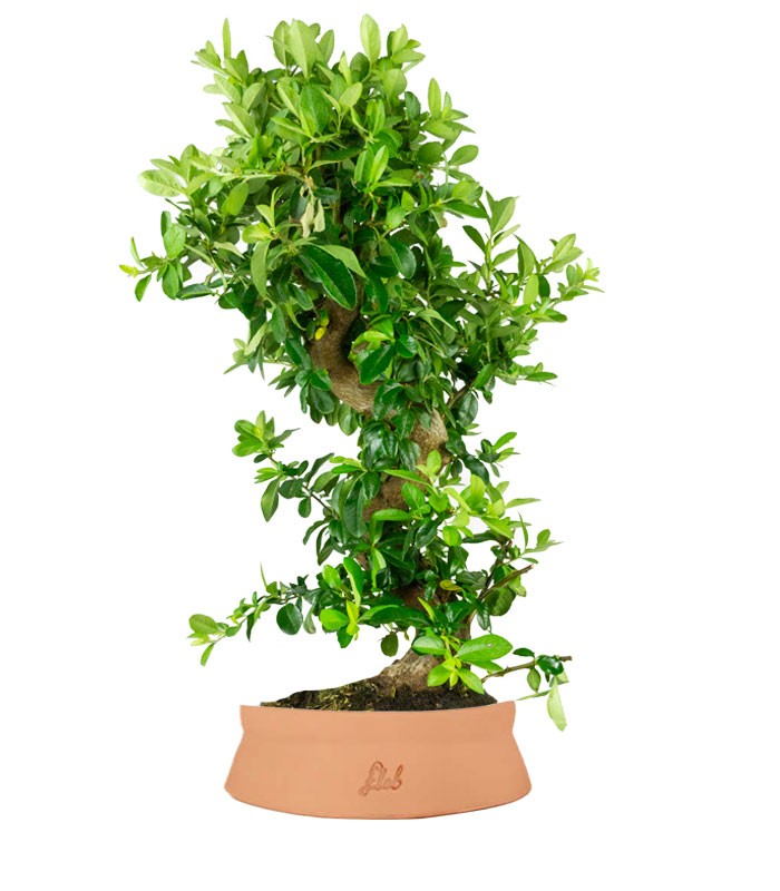 Pyracantha bonsai 15 anni