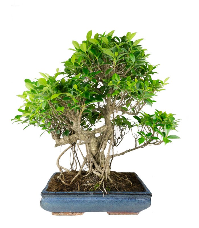 Ficus retusa 24 anni esemplare
