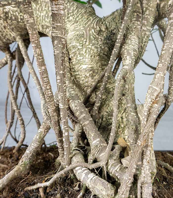 Ficus retusa 24 anni esemplare