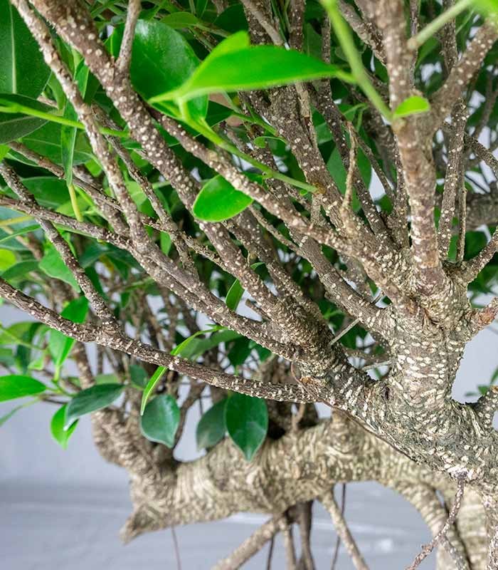 Ficus retusa 24 anni esemplare