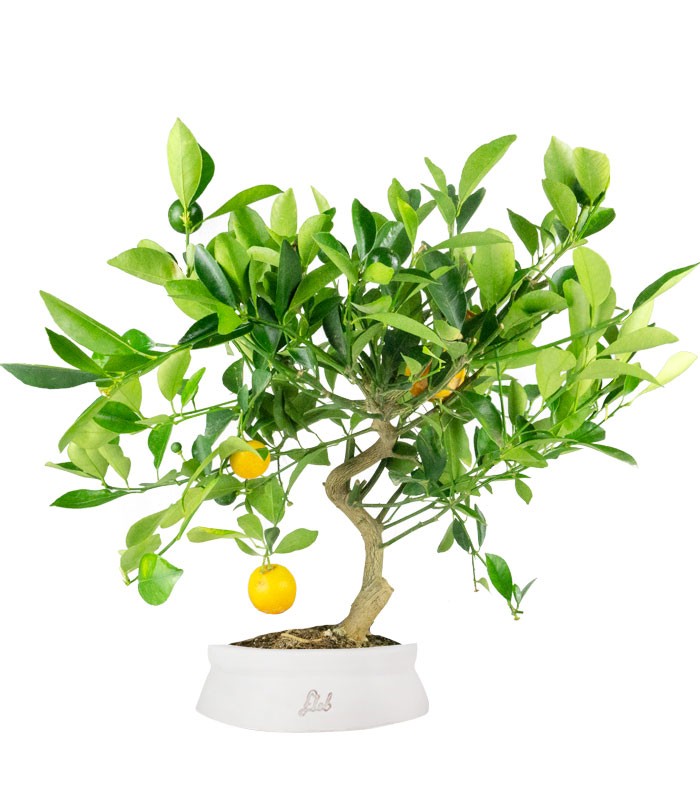 Citrus Kumquat bonsai 12 anni