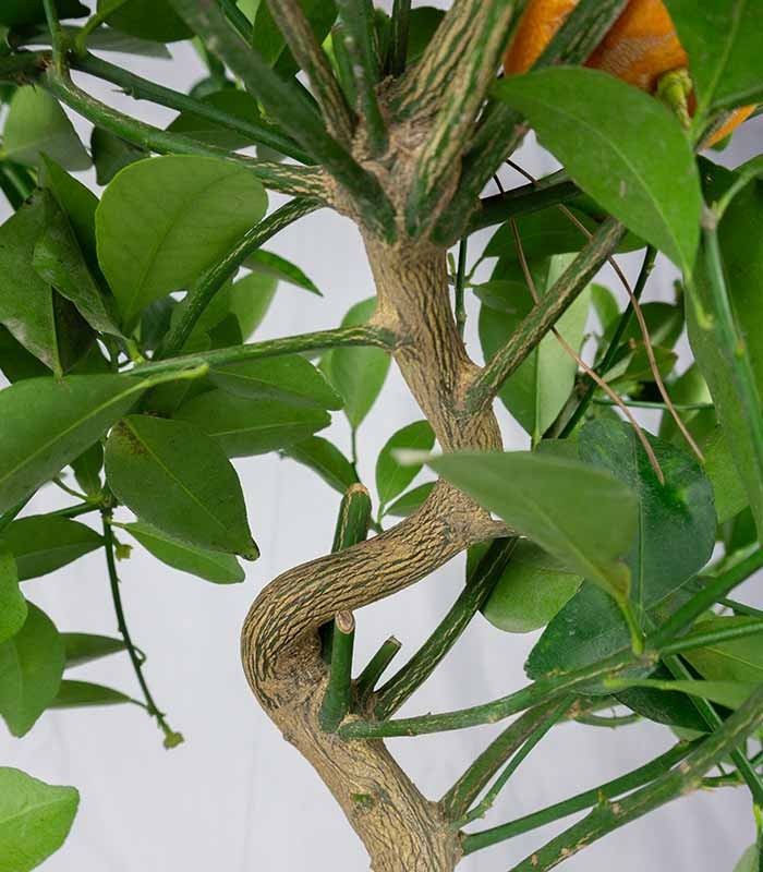 Citrus Kumquat bonsai 12 anni