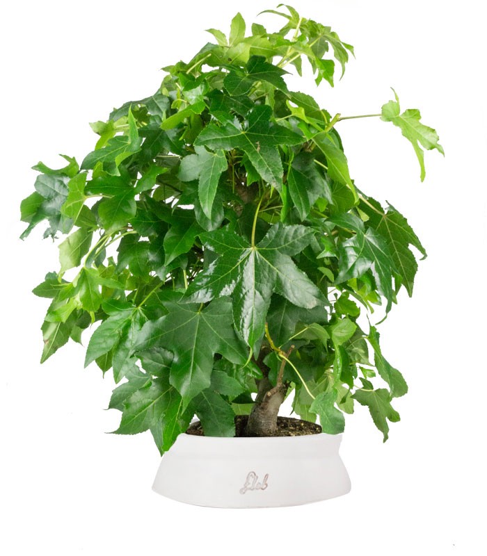 Liquidambar formosana | Bonsai 10 anni