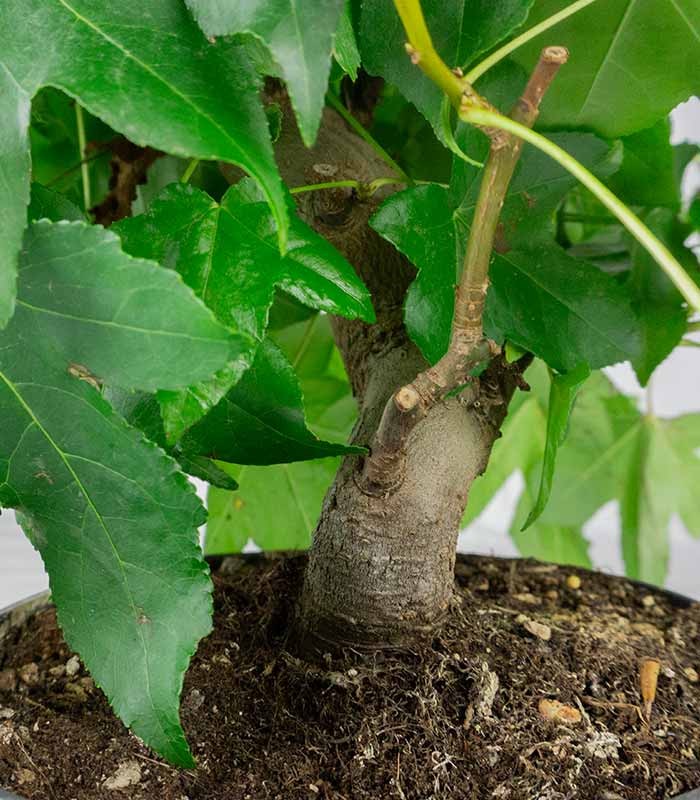 Liquidambar formosana | Bonsai 10 anni