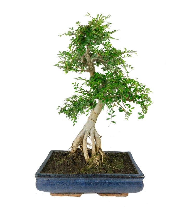 Zelkova bonsai esemplare | 19 anni