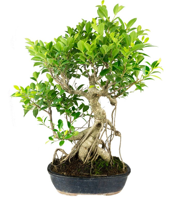 Ficus retusa 19 anni esemplare