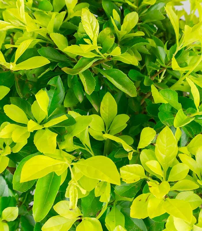 Duranta repens | Esemplare 15 anni