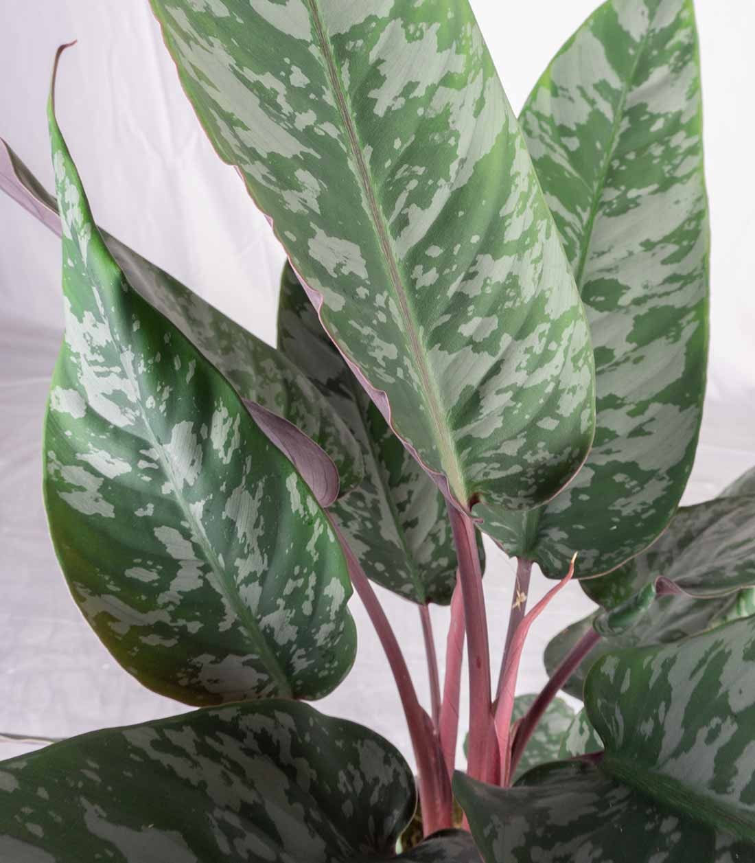 Apoballis acuminatissima