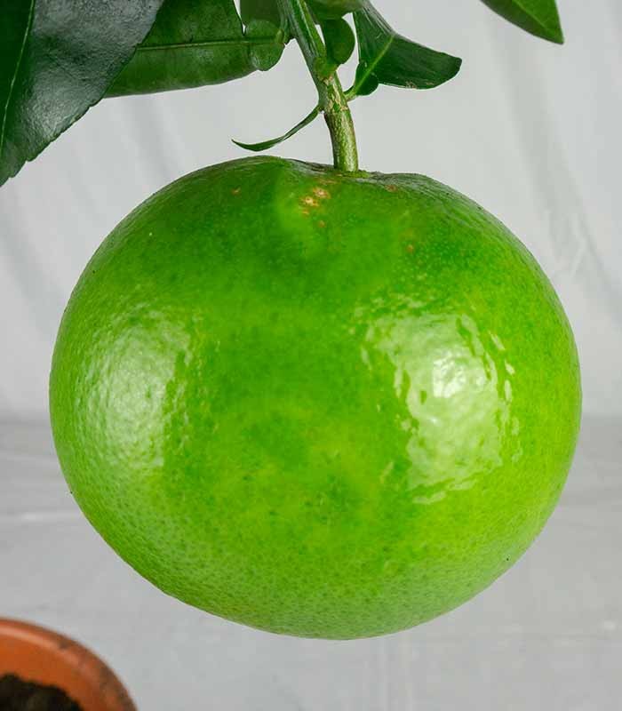 Pompelmo rosa