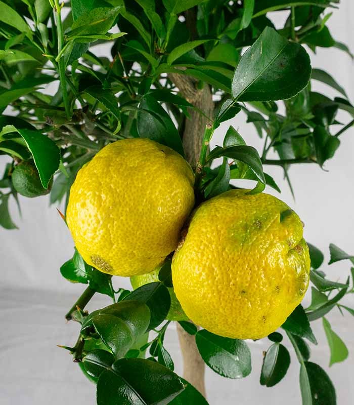 Yuzu
