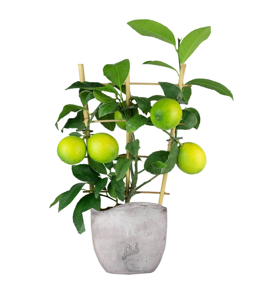 Pianta di Limone a Spalliera