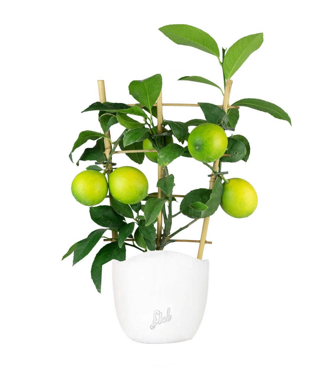 Pianta di Limone a Spalliera