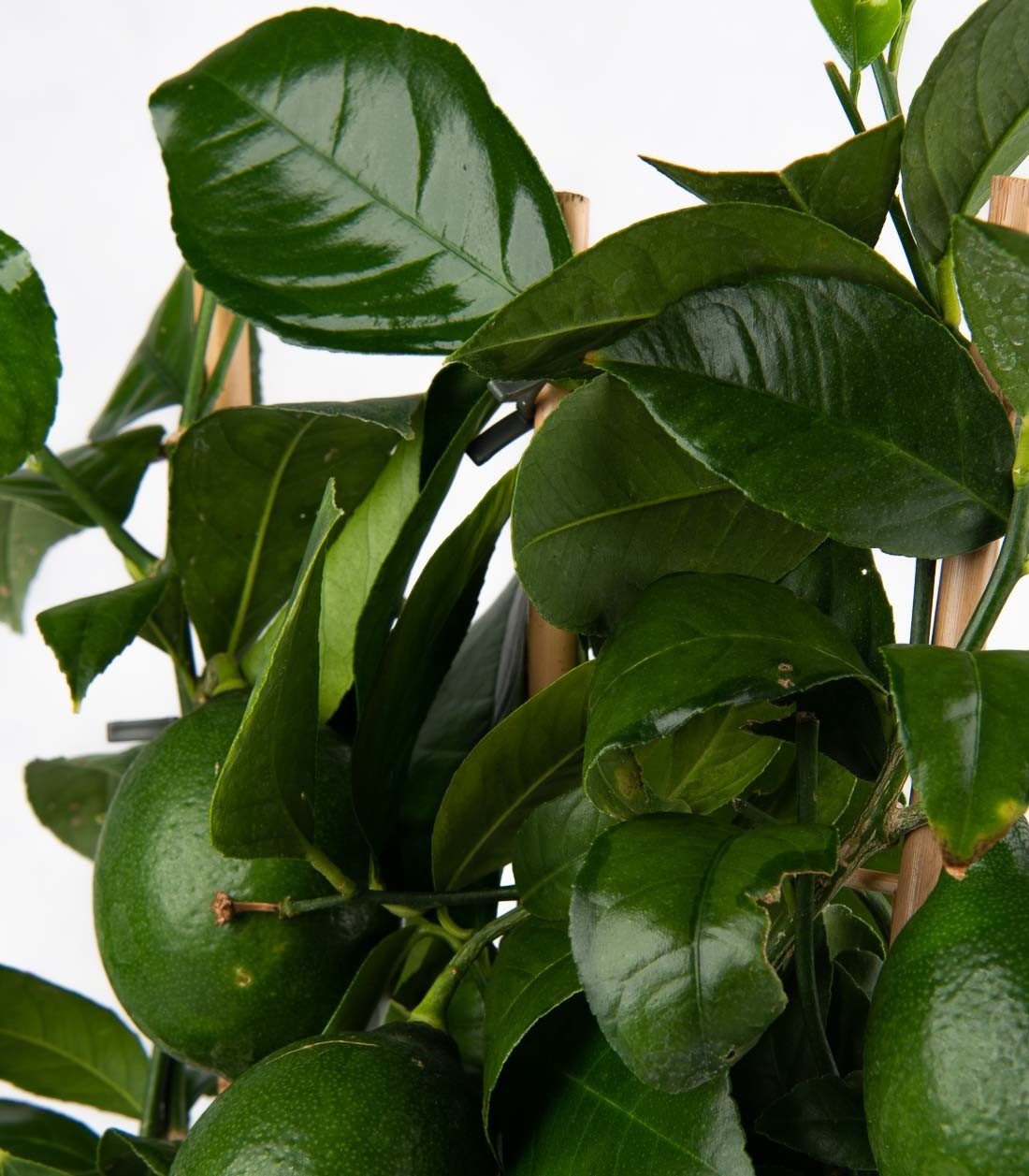 Pianta di Limone a Spalliera