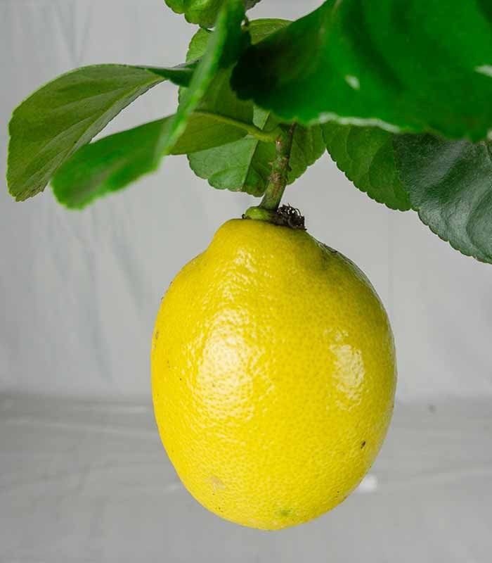 Pianta di Limone Carrubaro